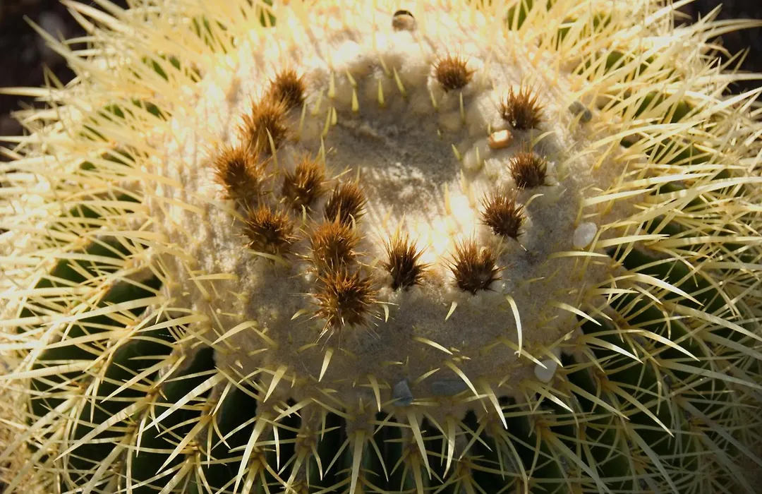 El Jardín de los Sueños-1